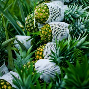 Golden MD2 Pineapple