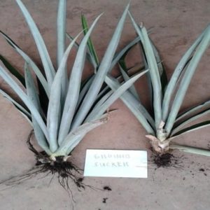 MD2 Seeds Ground Sucker