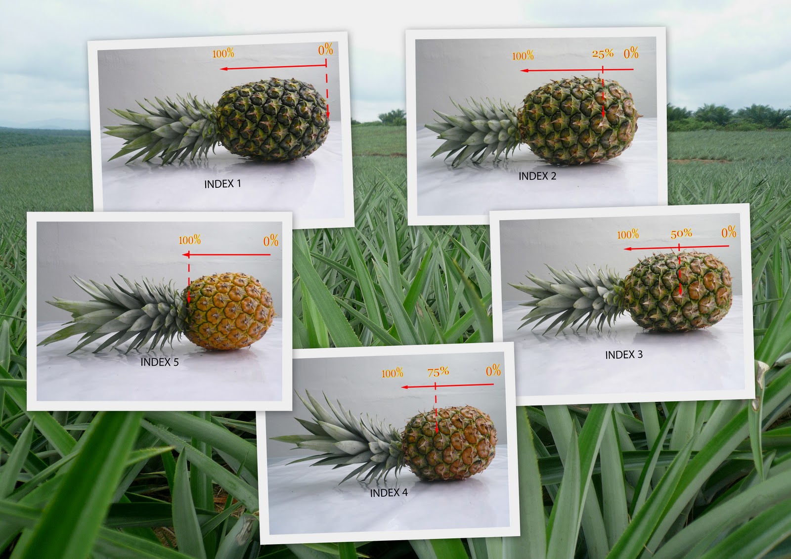 MD2 Pineapple Index Reference