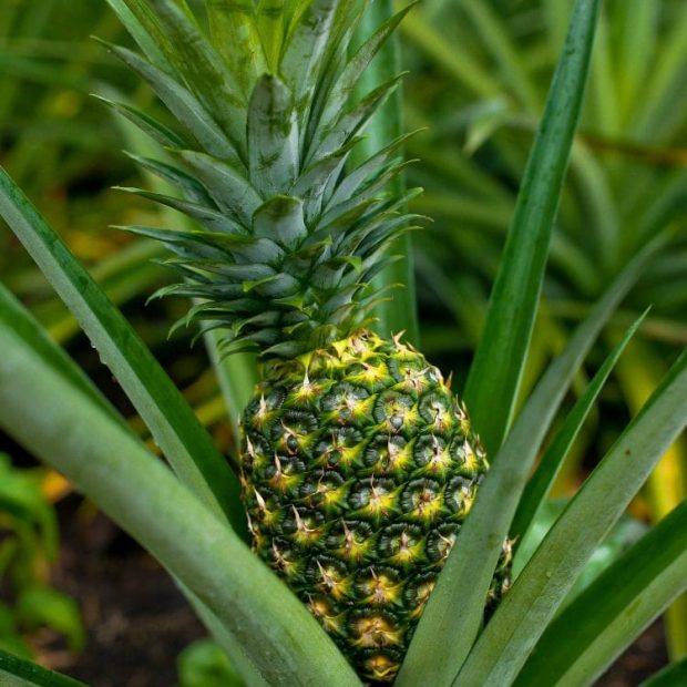 MD2 Pineapple History